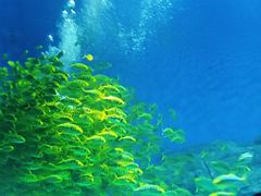 -芜湖新华联大白鲸海洋公园