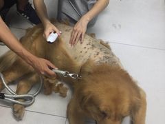 -创凡宠物医院·骨专科  猫科中心(西乡分院)