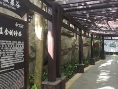 -海口观澜湖火山温泉谷