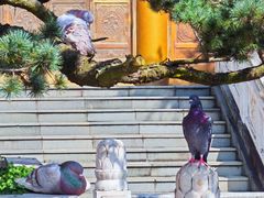 -上海东林寺(金山区)