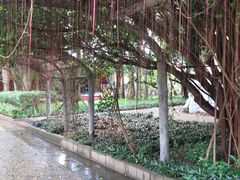 -瑞丽独树成林风景区