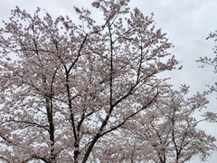 -上海滨江森林公园