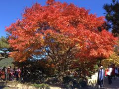 -庐山风景区花径公园