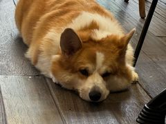 -肥朵食堂(带梦胡同店)