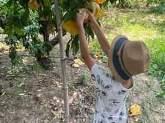 -老袁家蜜桃农场·阳山水蜜桃