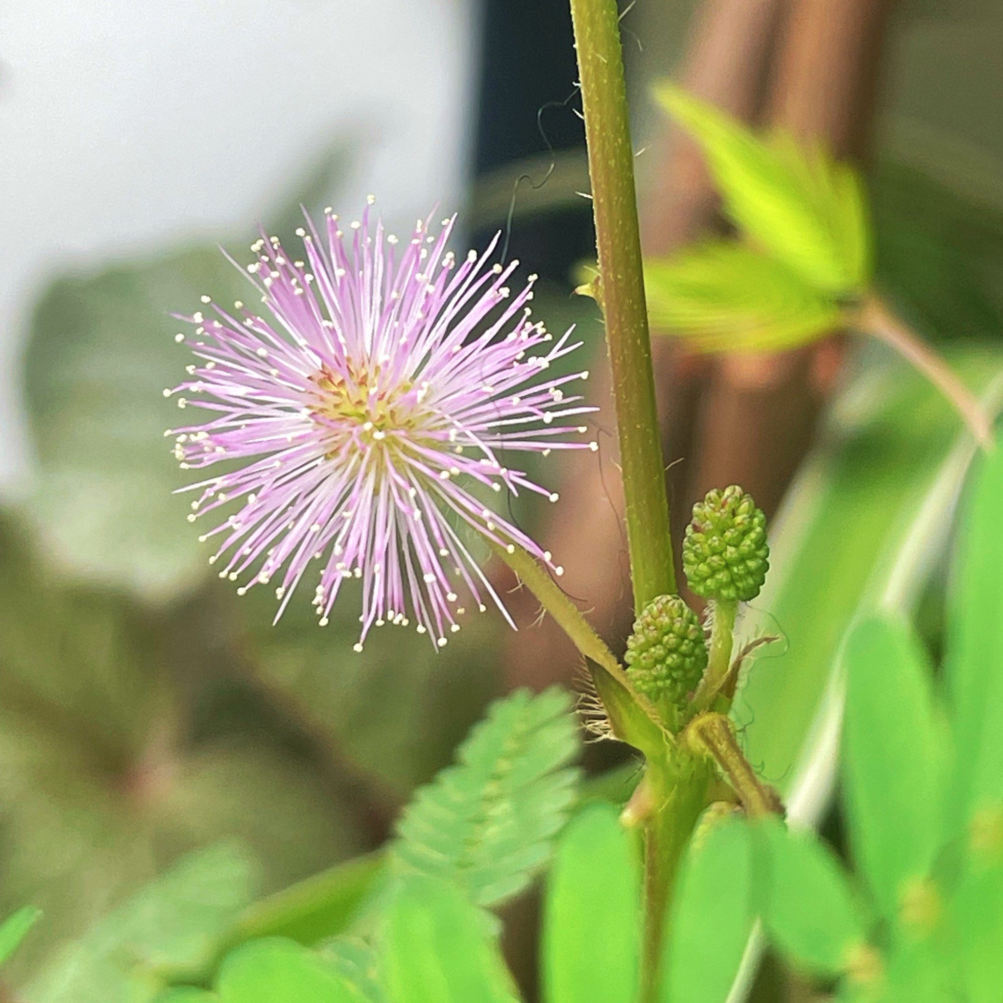 含羞草开花图片 骨朵图片