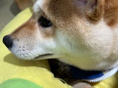 -逗柴咖啡屋·狗咖猫咖宠物桌游