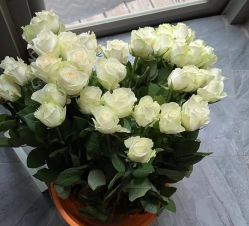 -酉嘉瑜伽YO+YOGA