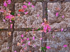 -杭州植物园