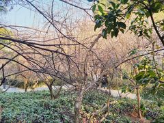 -金鸡山公园