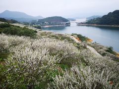 -广州市流溪河国家森林公园