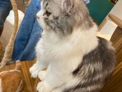-飞行喵MR PILOT|猫舍·猫咖(静安大融城店)