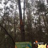 双流松鼠🐿️部落森林乐园 看小动物来这里准没错！