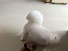 -瑞鹏宠物医院·爱宠堂(环西分院)