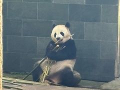 -中国大熊猫保护研究中心雅安碧峰峡基地