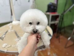 -鑫艺宠物美容培训学校