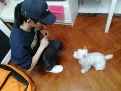-多乐狗狗宠物训练工作室