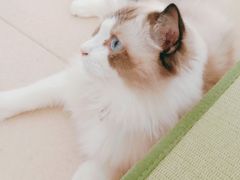 -猫在这儿猫咪咖啡馆·撸猫馆