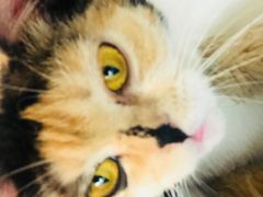 -Cappucimeow猫咪咖啡馆(韦伯时代店)