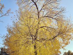 -三里屯东五街银杏大道