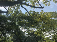 -新加坡植物园
