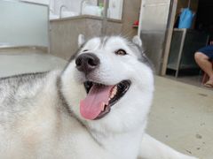 -星多哈·狗咖·拼豆·咖啡