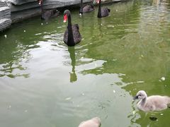 -灵玲国际马戏城