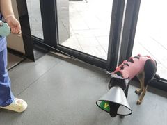 -半岛宠物医院24小时(科华中路店)