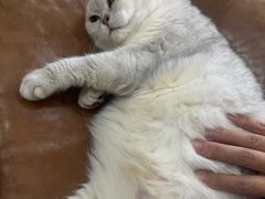 -李小姐の猫咖啡馆(五角场店)