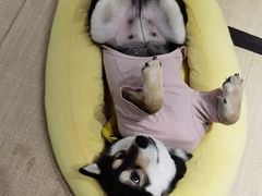 -逗柴咖啡屋·狗咖猫咖宠物桌游
