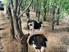 -鄂尔多斯野生动物园