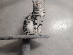 -猫尾侦探俱乐部·剧本杀·狼人杀