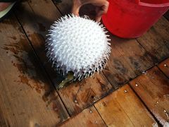 -蓝湾碧波·老字号·疍家非遗海上餐厅