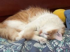 -纳吉亚猫专科动物医院博雅分院