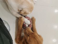-共舞时光猫咖·狗咖(新街口店)