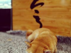 伙计-柴务处·柴犬主题狗咖