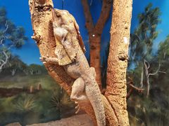 -费瑟代尔野生动物园