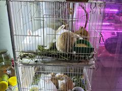 -双季花艺园艺市场(浦东店)