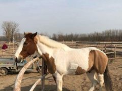 -月河湾马术俱乐部(朝阳店)