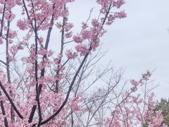 -顾村公园