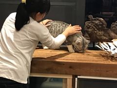 大堂-吉丁鸟咖·异宠·寄养