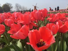 -杭州湾海上花田景区