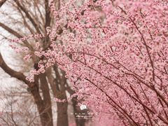 -桃花堤公园