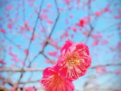 -杭州植物园