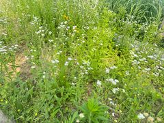 -济南国际园博园