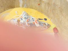 -云中鱼蒸汽石锅鱼(川沙百联店)