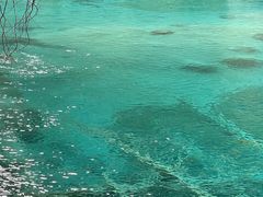 -九寨沟-树正沟