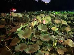 -北陵公园
