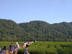 -中国茶叶博物馆(双峰馆区)