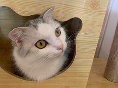-猫腻·猫咖·撸猫馆(星光大道店)